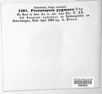 Plasmoverna pygmaea image